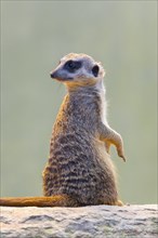 Meerkat (Suricata suricatta), occurrence Africa, captive, Baden-Wuerttemberg, Germany, Europe