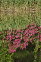 Rhododendron reflected in a lake, May, Germany, Europe