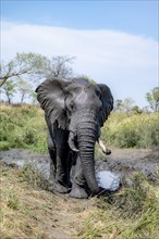 African elephant (Loxodonta africana), adult, after mud bath, African savannah, Kruger National