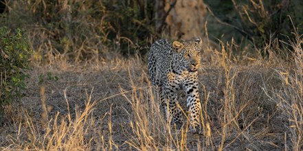 Leopard (Panthera pardus) running through dry grass, adult, in the evening light, Kruger National