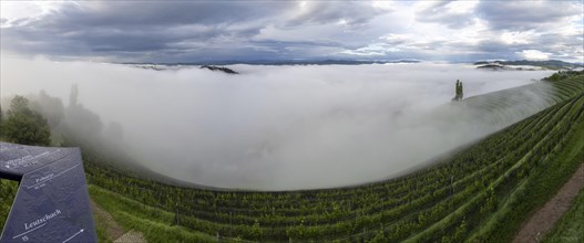 Vineyard in the morning fog, Silberberg, panoramic view, near Leibnitz, Styria, Austria, Europe