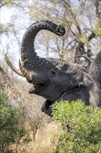African elephant (Loxodonta africana), eating leaves from a tall tree, African savannah, Kruger