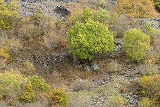 Deciduous trees with autumn leaves growing on the slope of a slate heap, Eastern Eifel,