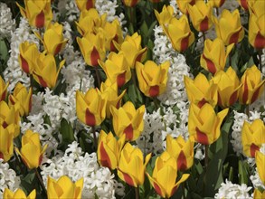 Close-up of yellow tulips and white flowers forming a colourful sea of flowers, many colourful,