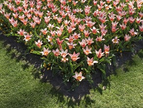 Close-up of pink and white tulips in a flower bed on a green meadow in the sunshine, many