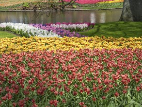 Flower bed with various colourful tulips and hyacinths in a park, many colourful, blooming tulips