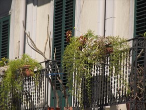 Balcony with plants in tubs in front of shutters on a building in an urban environment, palermo in