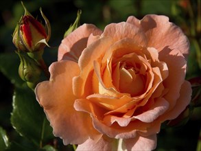 Close-up of an open orange rose with a still closed bud next to it, The rose town molde in Norway