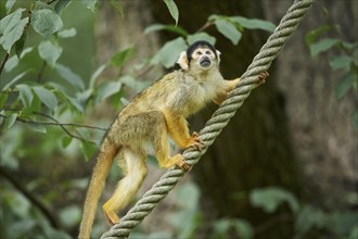 Close-up of a common squirrel monkey (Saimiri sciureus) in late summer, captive