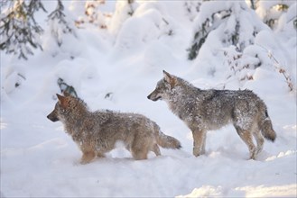 Two young Eurasian wolfs (Canis lupus lupus) in a snowy winter day, Bavarian Forest National Park,