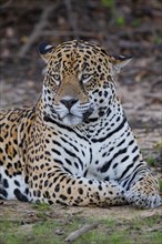 Jaguar (Panthera onca) Pantanal Brazil