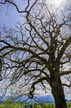 Spring, backlit ash tree (Fraxinus excelsior), Allgaeu, Bavaria, Germany, Europe