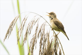 A reed warbler (Acrocephalus scirpaceus) sits on a reed frond and sings against a light-coloured