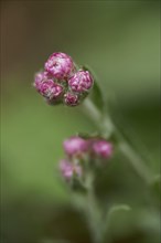 Close-up of Mountain Everlasting (Antennaria dioica) blossoms in early summer