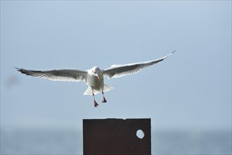 Close-up of a black-headed gull (Chroicocephalus ridibundus) landing at a lake in italy