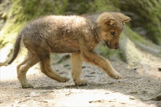 Close-up of a gray wolf (Canis lupus) puppy in a forest, captive, Bavaria, Germany, Europe