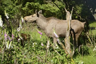 Close-up of a Eurasian elk (Alces alces) in a forest in early summer, Bavarian Forest National