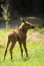 Close-up of a Eurasian elk (Alces alces) youngster in a forest in early summer, Bavarian Forest