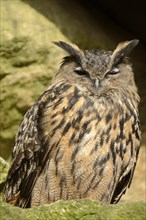 Close-up of a Eurasian Eagle-Owl (Bubo bubo) in a forest in spring
