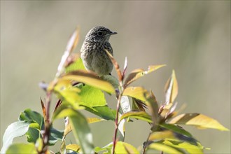 YOUNG BLACK CHAT (Saxicola rubecula) Emsland, Lower Saxony, Germany, Europe