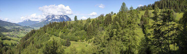 Forest edge, Ennstal, behind the Grimming, panoramic view, near Aigen im Ennstal, Styria, Austria,