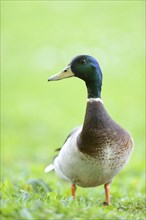 Close-up of a Wild Duck (Anas platyrhynchos) male in a meadow in spring