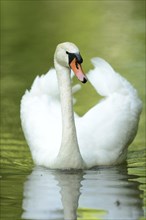 Close-up of a mute swan (cygnus olor) swimming on a little lake in spring