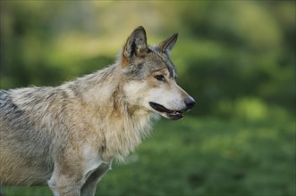 Algonquin wolf (Canis lupus lycaon) in a meadow, captive, Germany, Europe