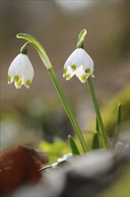 Close-up of Spring Snowflake (Leucojum Vernum) blossoms in a forest in spring