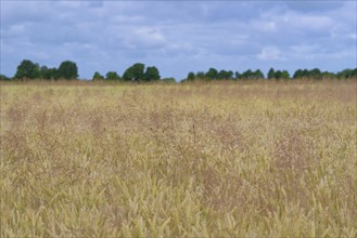 Cereal field, unseeded wheat (Triticum aestivum) interspersed with true grass (Poaceae), blue