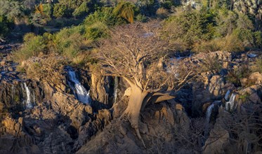 Kunene River, waterfall and African Baobab (Adansonia digitata), in the evening light, Epupa Falls,