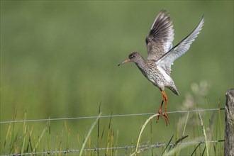 Common redshank (Tringa totanus), standing on a pasture fence, Lower Saxony, Germany, Europe