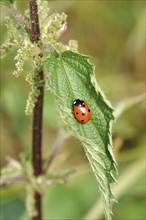 Ladybird, May, Germany, Europe