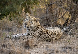 Leopard (Panthera pardus) lying in dry grass, adult, Kruger National Park, South Africa, Africa