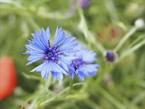 Cornflower (Centaurea cyanus), near Heimschuh, Styria, Austria, Europe