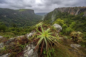 Krantz aloe (Aloe arborescens) growing on rocks, view from the plateau to the Graskop Gorge with