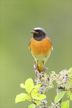 Common redstart (Phoenicurus phoenicurus), male on perch, songbird, wildlife, nature photography,