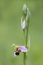 Bee orchid (Ophrys apivera), close-up of the flower tendril, macro, nature photography, Mackenberg