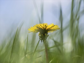 Common dandelion (Taraxacum officinale), near St. Jakob im Walde, Styria, Austria, Europe