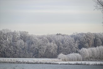 A frosty forest in the background, frozen fields in the foreground, wintry light, hoarfrost on