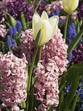 Close-up of white tulips and pink hyacinths in a colourful flower bed, many colourful, blooming