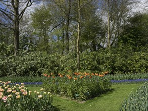 Flower bed with orange tulips in a green garden under a blue sky, many colourful, blooming tulips