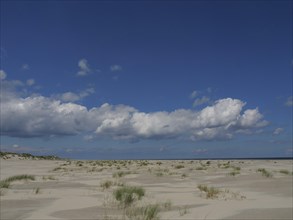 Extensive sandy dune landscape with scattered tufts of grass under a blue sky, Baltrum Germany