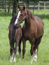 A brown horse stands with its foal on a green meadow, horses and foal on a green meadow in
