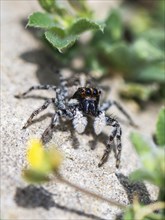 Half-edged Wall Jumping Spider, Menemerus semilimbatus, Albania, Europe