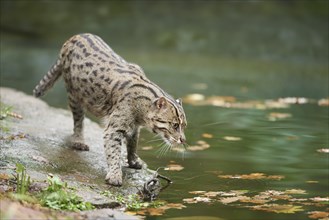 Close-up of a fishing cat (Prionailurus viverrinus) at the shore of a lake, captive