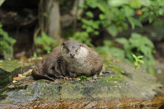 European otter (Lutra lutra) sitting on a stone, Bavaria, Germany, Europe