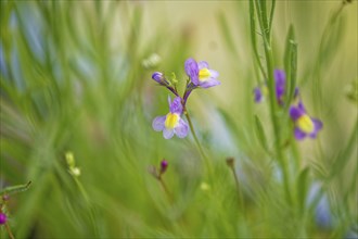 A purple flower with a yellow centre amidst green leaves against a blurred background, Moroccan