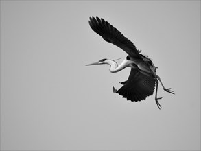 Cocoi heron (Ardea cocoi) in flight, Buenos Aires, Argentina, South America