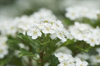 Close-up of common hawthorn (Crataegus monogyna) blossoms in early summer
